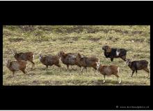 Mouflon