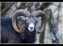Mouflon
