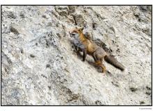 Renard