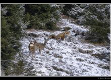 Renard et chevreuil