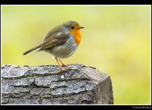 Rouge gorge