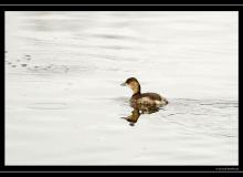 Grebe castagneux