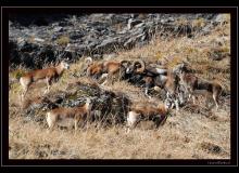 Mouflon dans la région de Champery