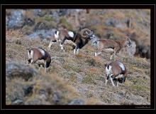 Mouflon dans la région de Champery