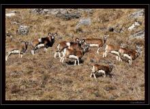 Mouflon du Val d'Illiez