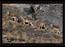 Mouflon du Val d'Illiez