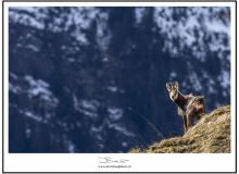 Chamois