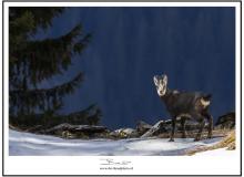 Chamois