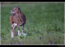 Mouflon