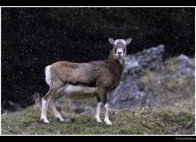 Mouflon