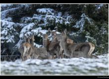 Cerf