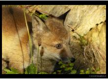 Renard