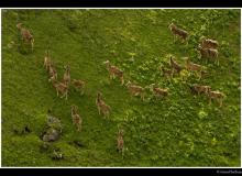 Mouflon