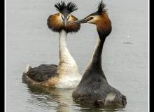 Grebe huppee