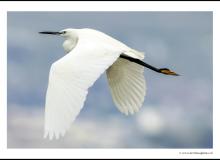 Aigrette garzette