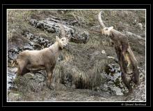 Bouquetin