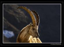 Bouquetin