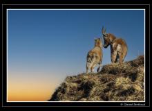 Bouquetin