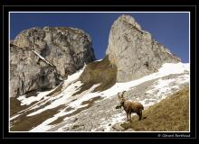 Bouquetin