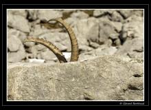 Bouquetin
