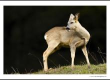 Jeune brocard