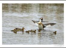 Canard colvert et grebe huppee