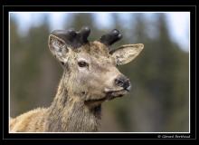 Repousse des bois pour ce cerf