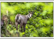 Chamois