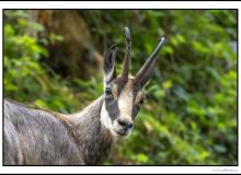 Chamois