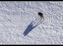 Chamois