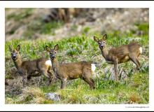 Chevrette et brocard