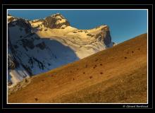Chamois