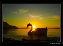 Cygne