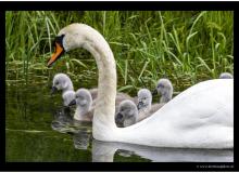 Famille de cygnes
