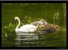 Famille de cygnes