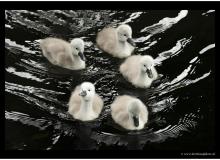 Famille de cygnes