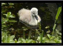 Cygnes