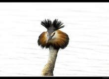 Grebe huppee