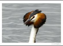 Grebe huppee
