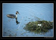 Grebe huppee