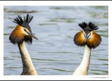 Grebe guppee