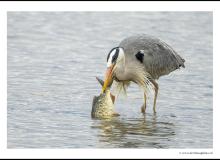 Heron cendre