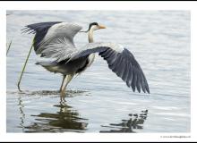 Heron cendre
