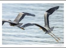 Heron cendre