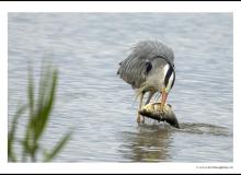 Heron cendre