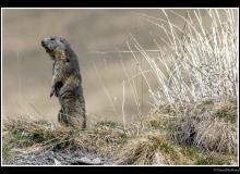 Marmotte