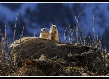 Marmotte