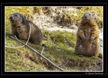 Couple de marmottes