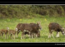 Sortie des jeunes mouflons