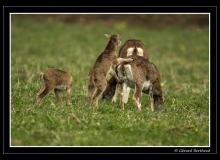 Sortie des jeunes mouflons